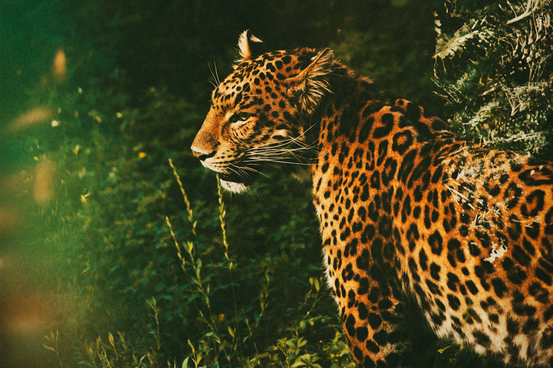 Leopard being used as a visual reference to promote vintage card game