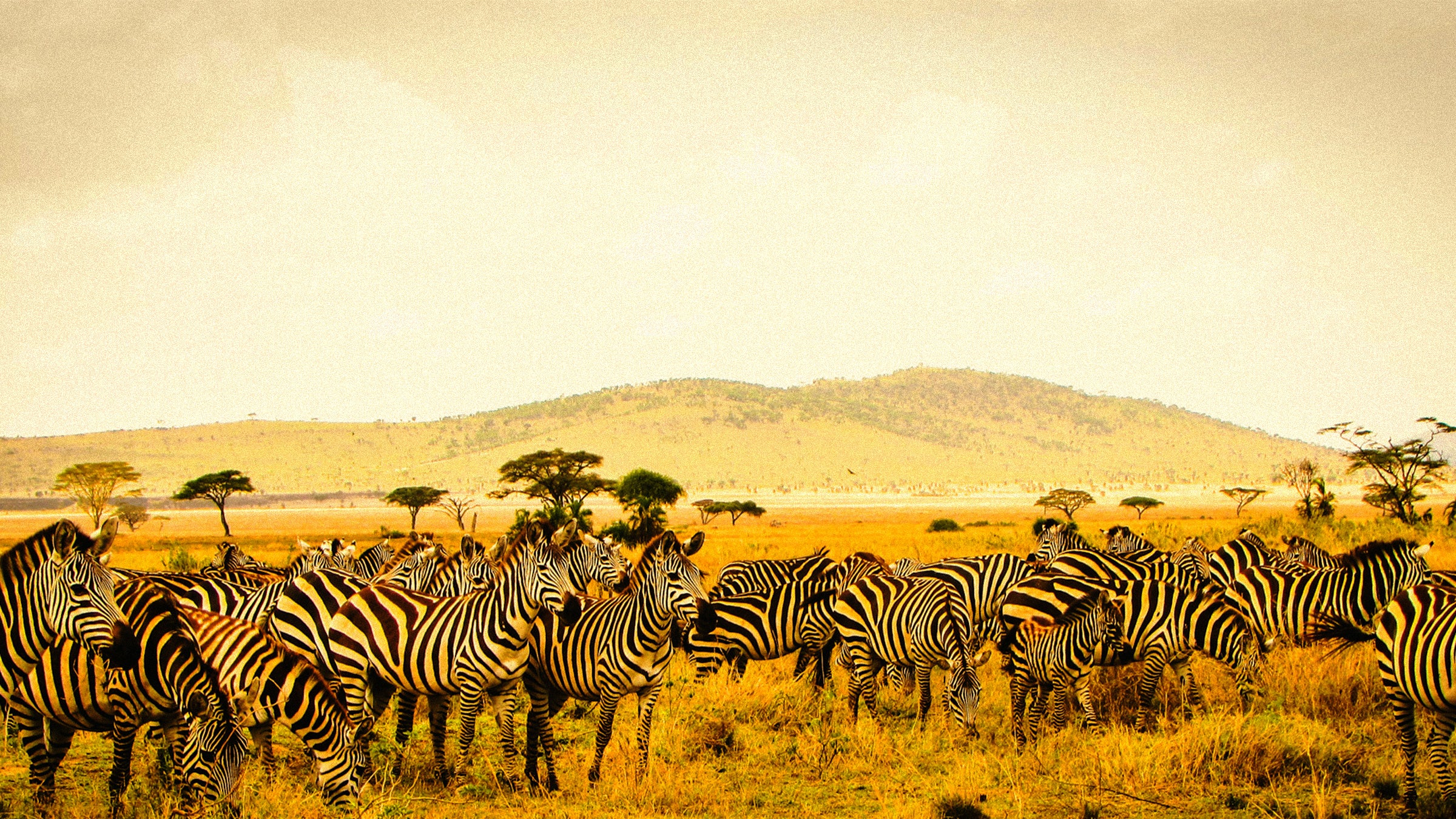 Zebras in safari environment for a visual reference of card game